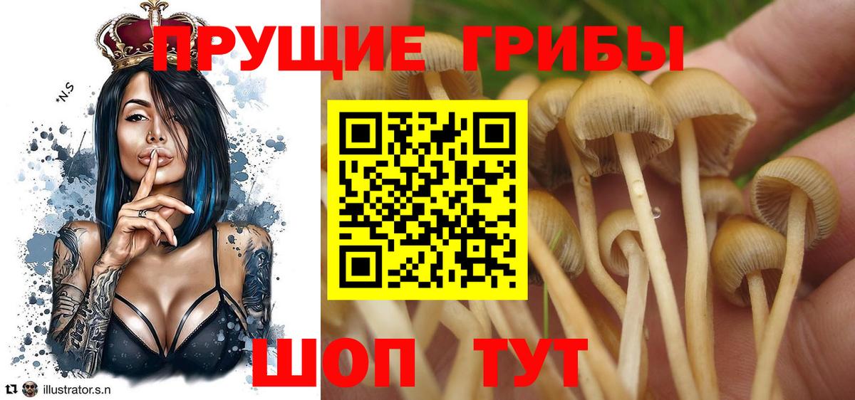 Галлюциногенные грибы мухоморы  Вязники  Галлюциногенные грибы Cubensis 